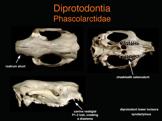 Synapsida