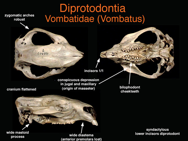 Diprotodontia