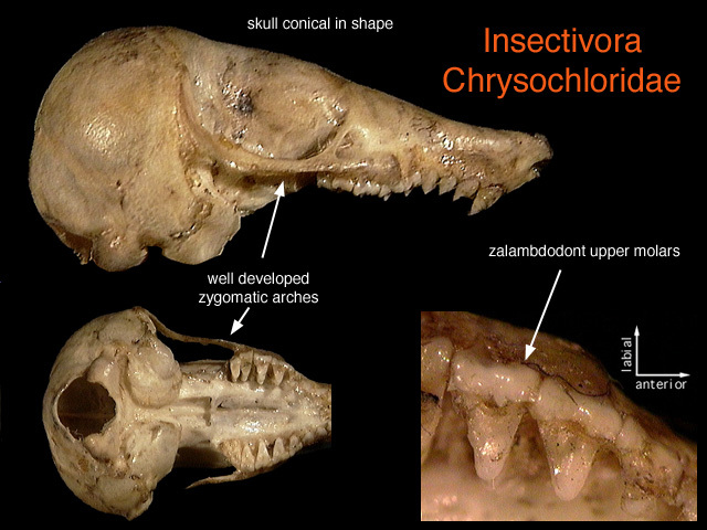 Chrysochloridae