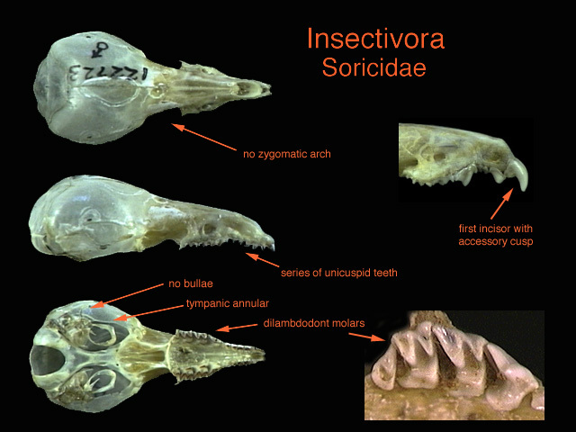 soricidae