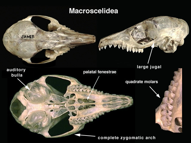 Sarcopterygii