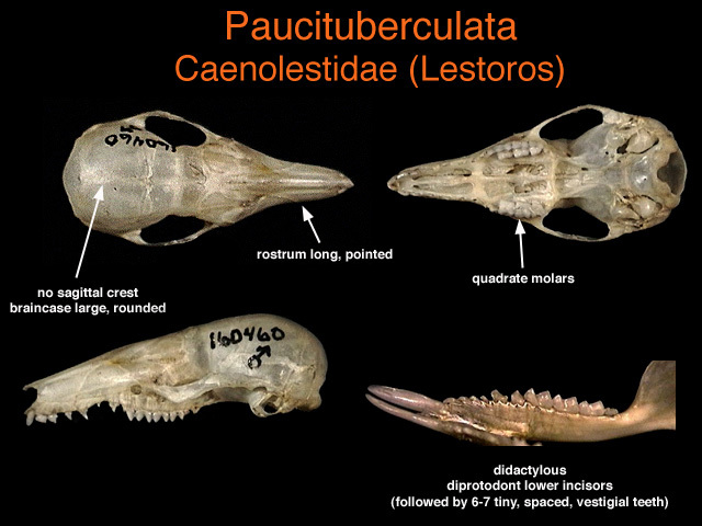 Paucituberculata