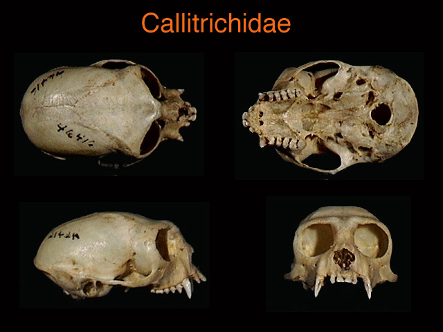 Vertebrata