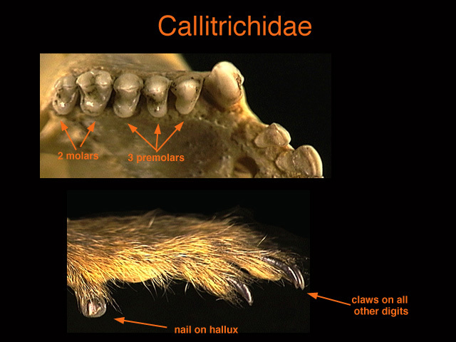 Vertebrata