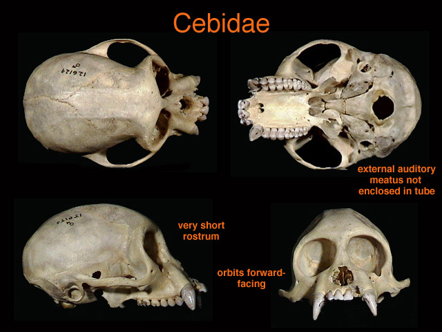 Deuterostomia