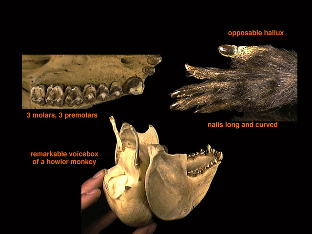 Simiiformes