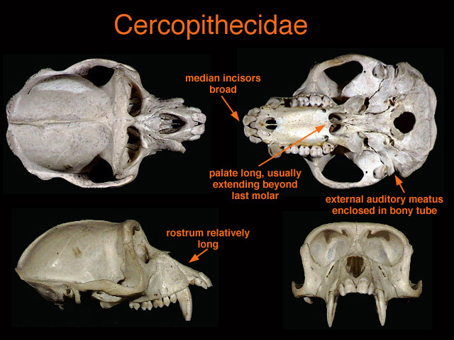 Macaca fascicularis