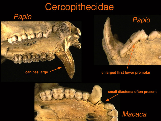 Cercopithecidae