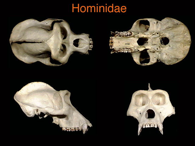 hominidae