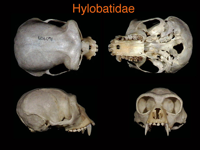 Deuterostomia