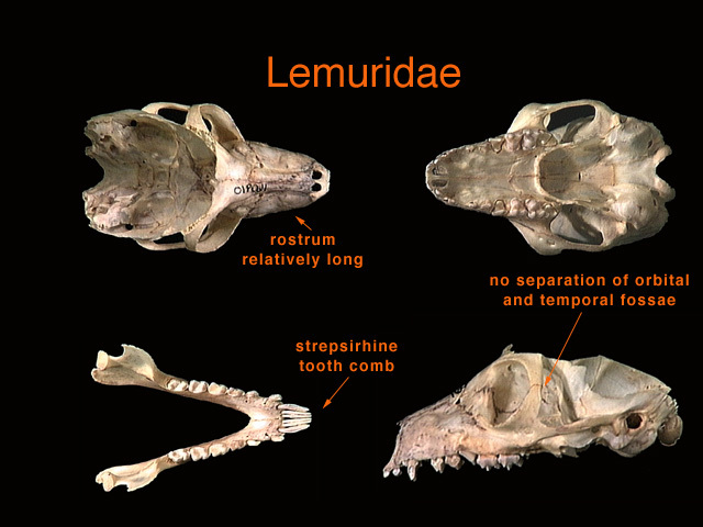 Euteleostomi