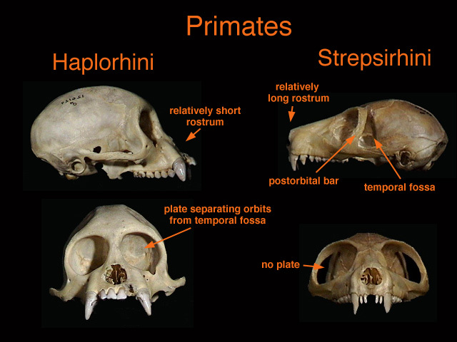 Haplorrhini