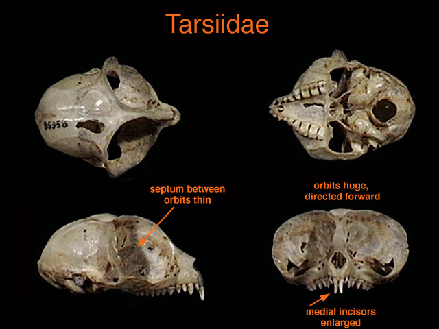 Tarsius syrichta