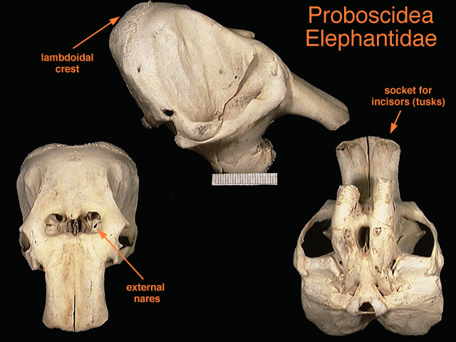 Elephantidae