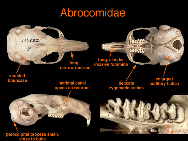 Euteleostomi