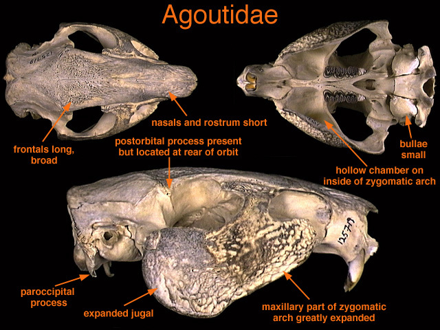 agoutidae