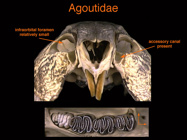 Cuniculus