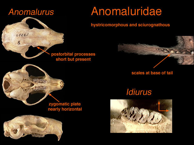 Deuterostomia