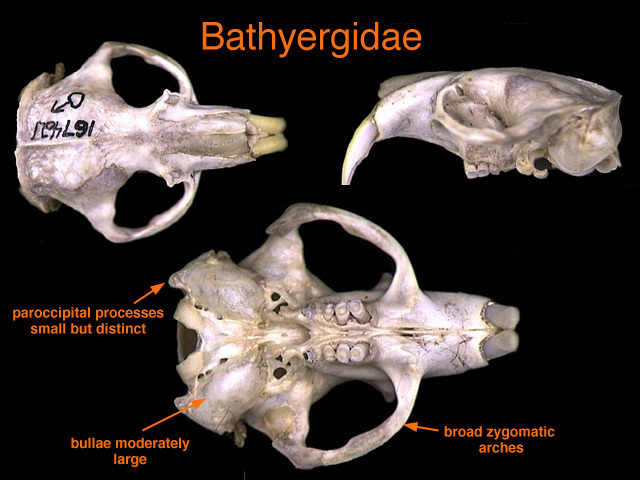 Heterocephalus