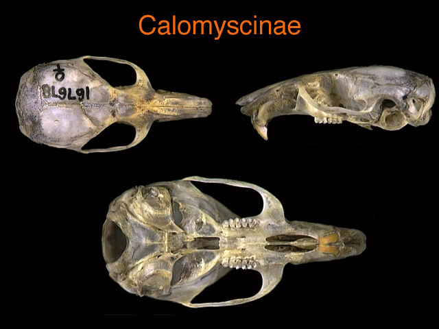 Calomyscidae