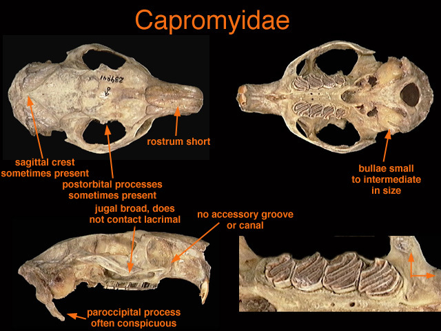 Capromys pilorides