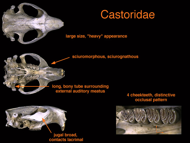 castoridae