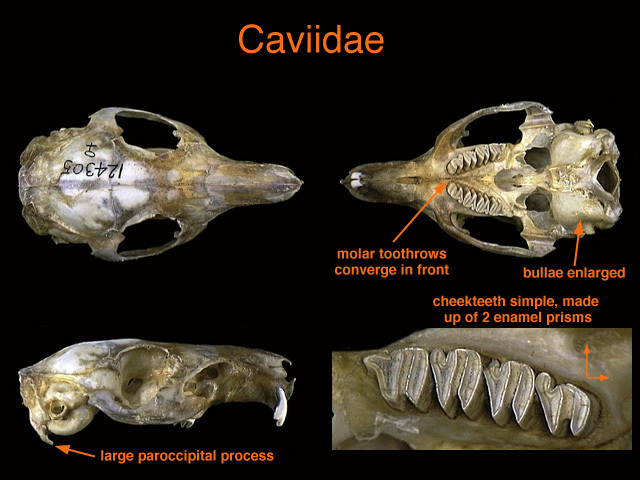 caviidae