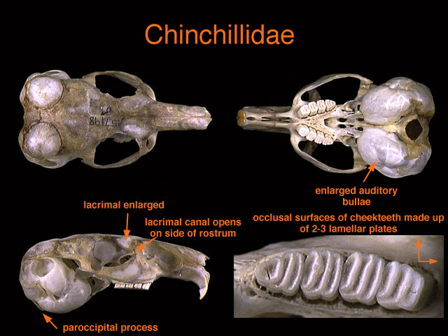 Craniata