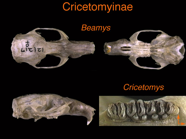 cricetomyinae