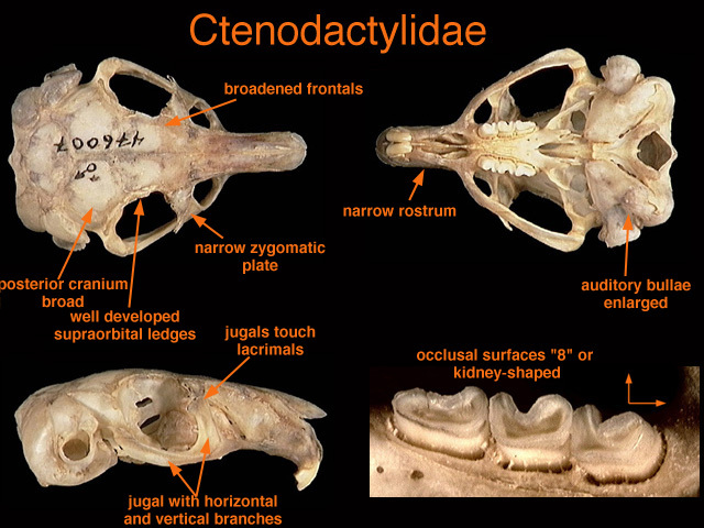 Rodentia