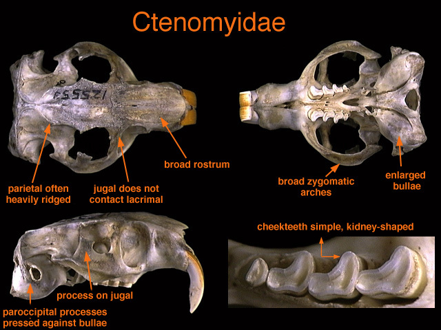 Ctenomyidae