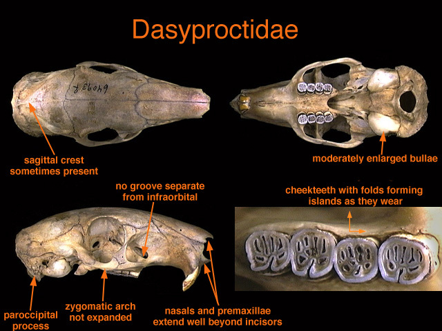 Synapsida