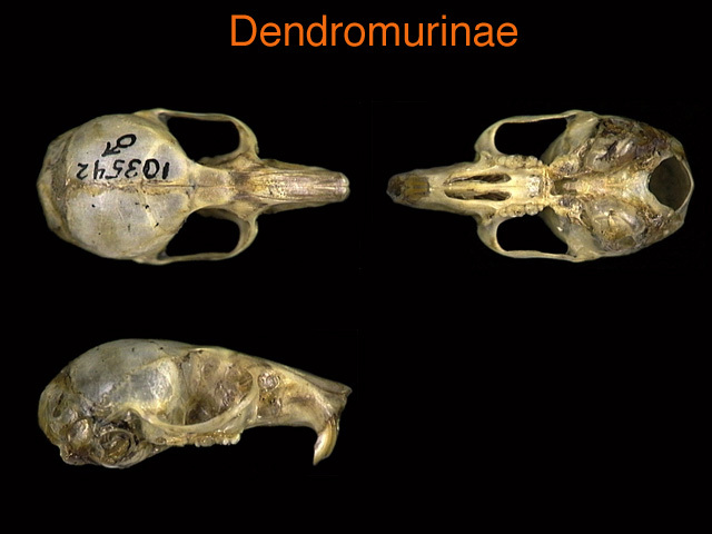 dendromyinae