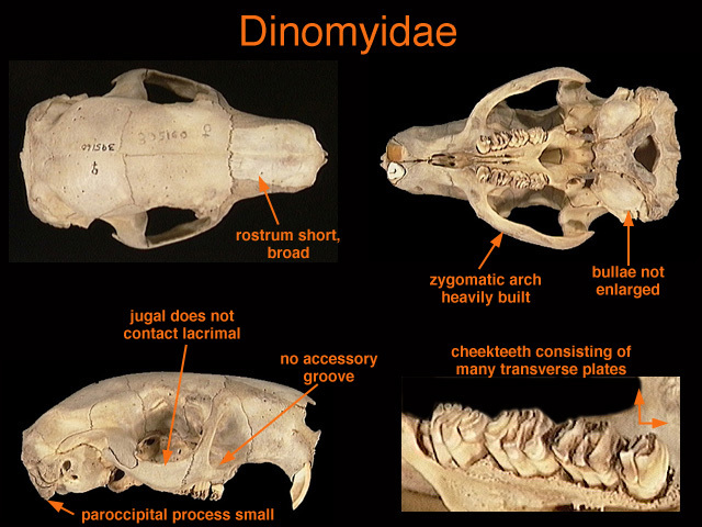 Tetrapoda