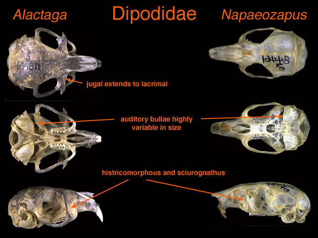 Mammalia