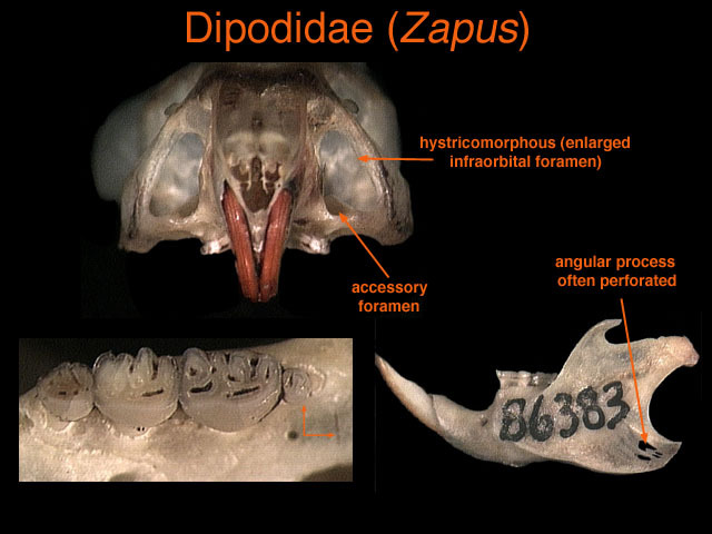 Dipodidae