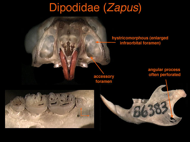 Deuterostomia