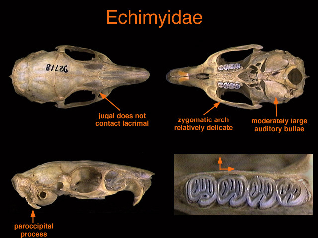 Hystricognathi