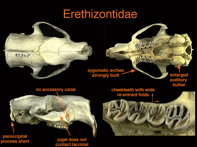 Craniata