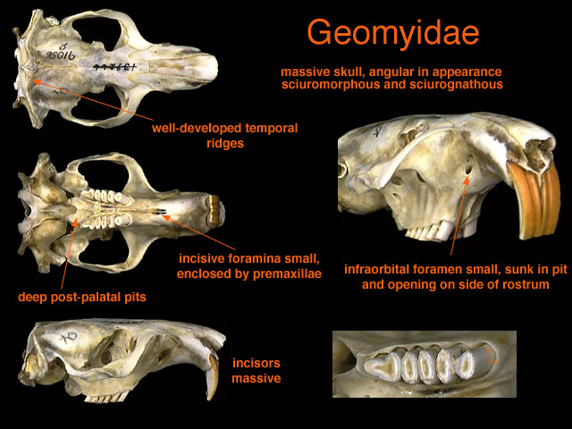 Sarcopterygii