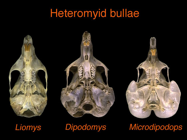 Tetrapoda