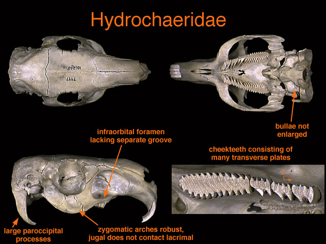 Hydrochoerus hydrochaeris