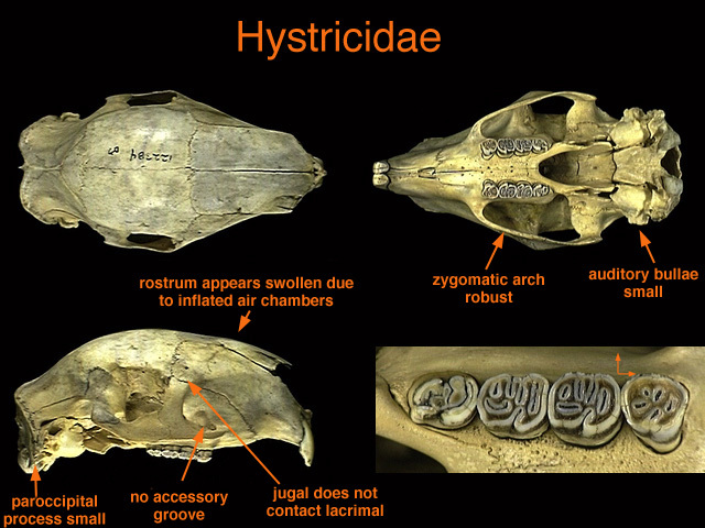 Sarcopterygii