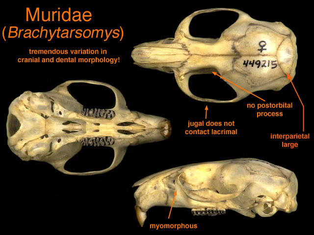 Nesomyinae