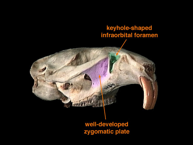 Cricetidae