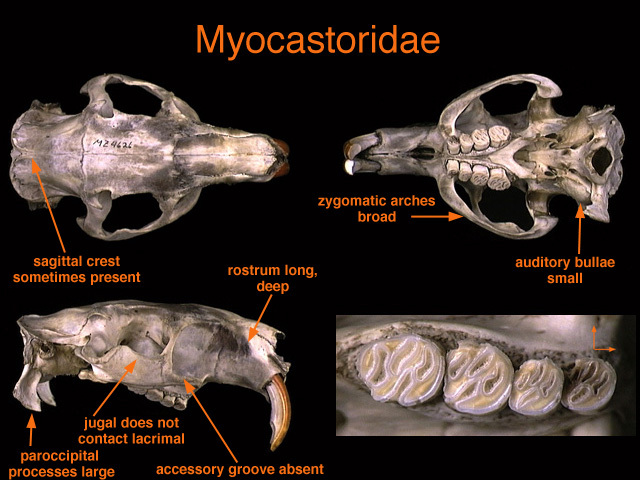 Craniata