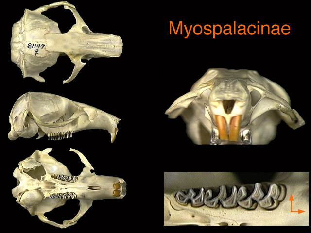 myospalacinae