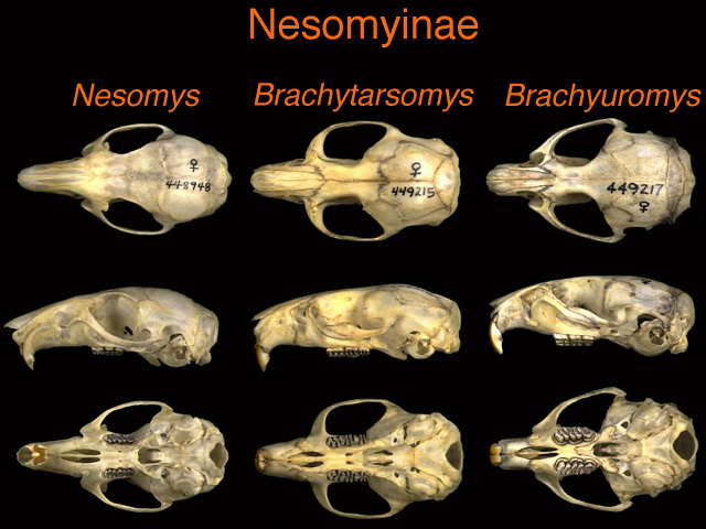 Brachyuromys betsileoensis