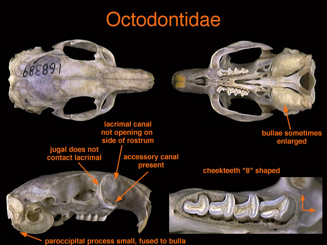 Craniata