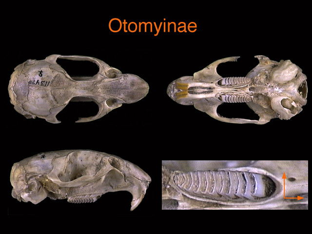 Myomorpha